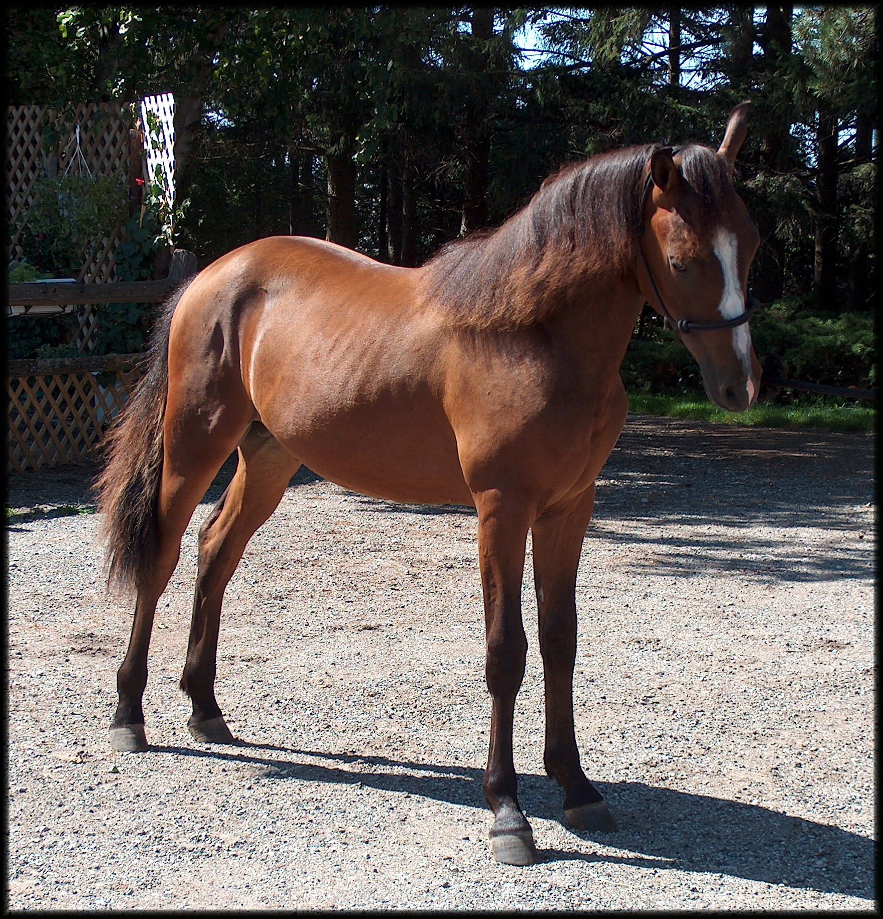 Craigslist Horses For Sale In Wi - kmlc960