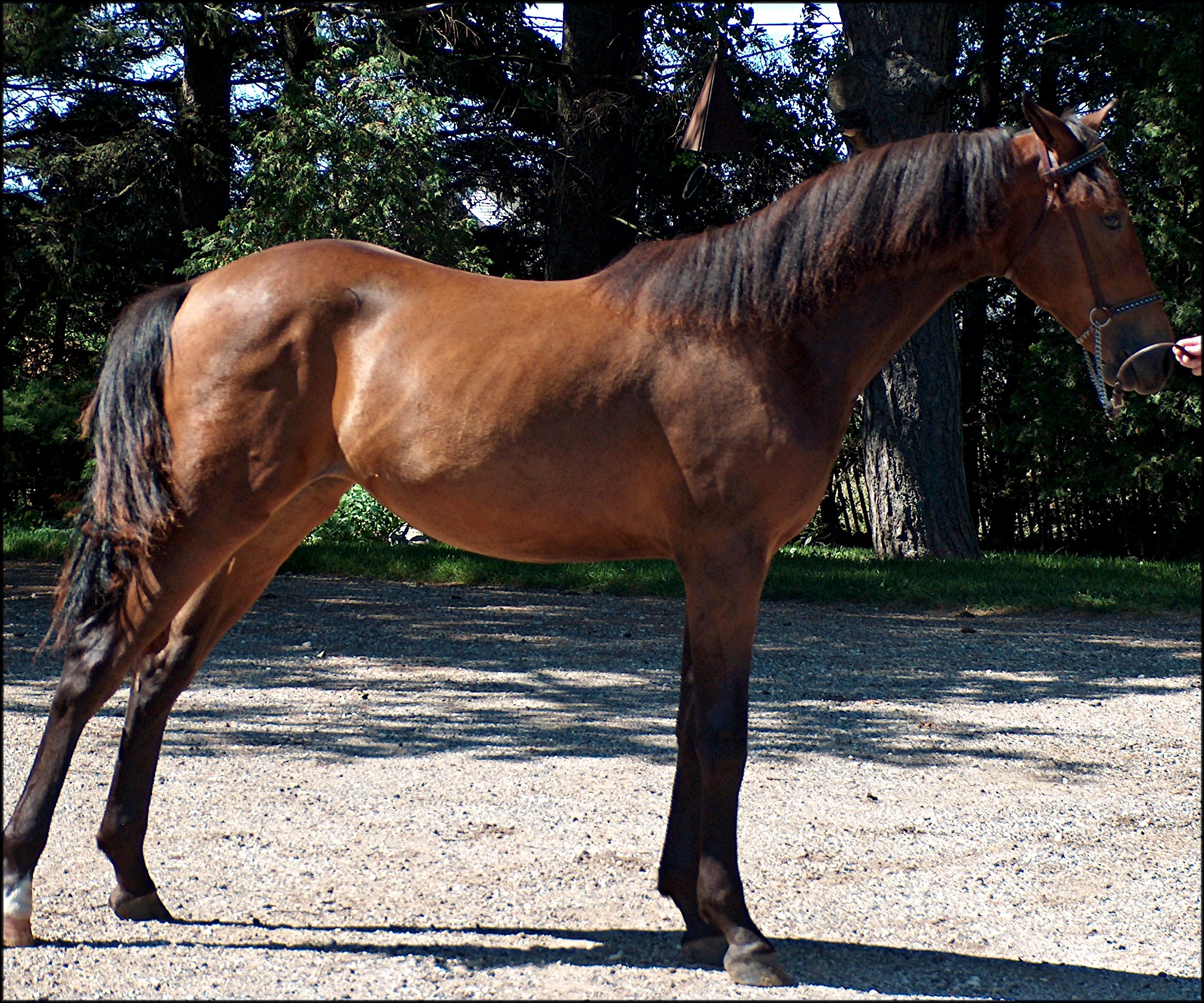 Craigslist Horses For Sale In Wi - jlkpl4d